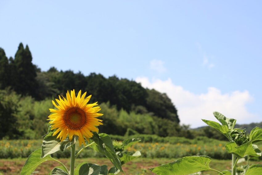 見頃がちょっと難しいかも？